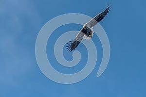White Tailed Sea Eagle in Flight Isle of Skye Scotland
