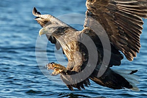 White-tailed sea Eagle in flight with the powerful claws catching a fish