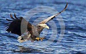 White-tailed sea eagle in flight with the powerful claws catching a fish