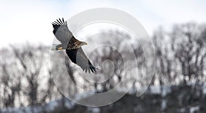 White tailed sea eagle in flight. Winter background.