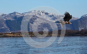 White Tailed Sea Eagle flying in front of the mountains near Ringstad in Vesteralen, Norway in winter