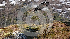 White Tailed Sea Eagle flying from rocks near Ringstad in Vesteralen, Norway in winter