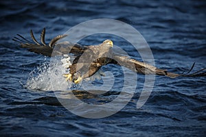White-tailed sea eagle