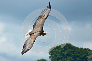 White Tailed Sea Eagle - Haliaeetus albicilla