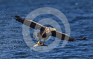 White Tailed Sea Eagle Haliaeetus albicilla