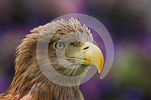 White Tailed Sea Eagle Haliaeetus albicilla bird of prey