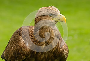 White Tailed Sea Eagle Haliaeetus albicilla bird of prey