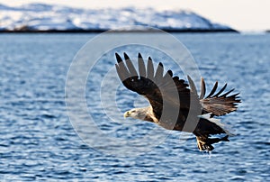 White-tailed sea Eagle (Haliaeetus albicilla), catching a fish, Norway