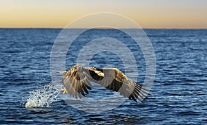 White-tailed sea Eagle (Haliaeetus albicilla), catching a fish at sunset, Norway