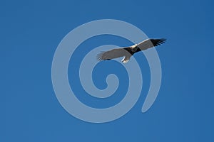 White Tailed Sea Eagle Haliaeetus albicilla in flight