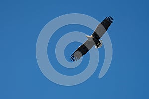 White Tailed Sea Eagle Haliaeetus albicilla in flight