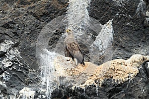 White-tailed sea Eagle & x28;Haliaeetus albicilla& x29; Norway