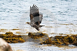 White Tailed Sea Eagle Haliaeetus albicilla taking flight