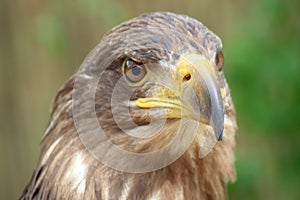 White Tailed Sea Eagle looking forwards