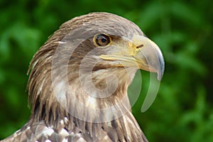 White Tailed Sea Eagle looking sideways