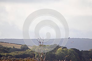 White tailed sea eagle perched in tree