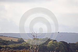 White tailed sea eagle perched in tree photo