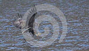 White Tailed Sea Eagle Pouncing on Fish