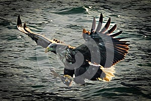 White-tailed sea eagle soaring gracefully over the vast ocean with wings gracefully spread