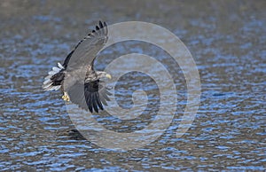 White Tailed Sea Eagle swooping in for Catch