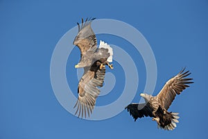 White-tailed Sea Eagles fighting.