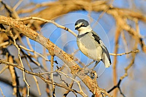 White-tailed shrike Lanioturdus torquatus, in the nature habitat, Etosha NP, Namibia, Afroca. Bird sitting on the tree trunk in