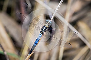 White-Tailed Skimmer Above View, Brown Background photo