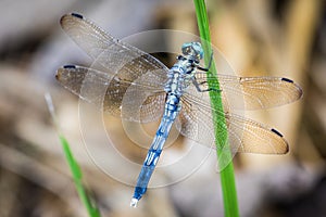 White-Tailed Skimmer Perching, Yamaguchi, Japan photo