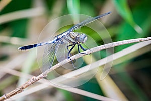 White-Tailed Skimmer Side View, Perched photo