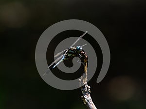 White-tailed skimmer on a twig 1