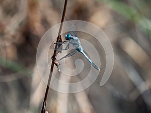 White-tailed skimmer on vertical stick 1