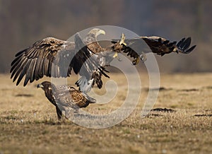 White-tailed squabble photo