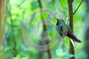 White-tailed starfrontlet sitting on branch, hummingbird from tropical forest,Colombia,bird perching,tiny bird resting in rainfore