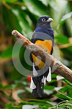 White Tailed Trogon