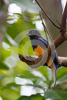 White-tailed Trogon