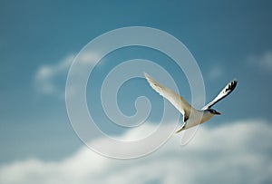 White-tailed tropicbird