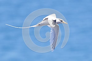 White Tailed Tropicbird in Flight photo