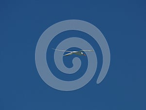 White-tailed tropicbird (Phaethon lepturus), bird in flight