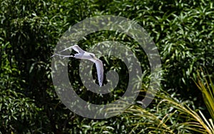 White-tailed tropicbird Phaethon lepturus bird in flight