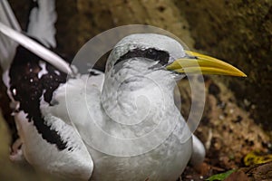White-tailed Tropicbird Phaethon lepturus photo