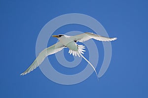 White-tailed Tropicbird Phaethon lepturus photo