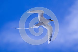 White-tailed Tropicbird Phaethon lepturus