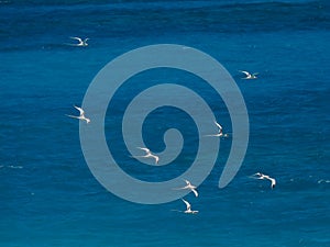 White-tailed tropicbirds (Phaethon lepturus), birds in flight