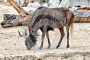 White-tailed wildebeest, Connochaetes gnou