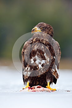 White-taliled Eagle with catch fish in snowy winter, snow in the forest habitat. Wildlife scene from wild nature. Feeding scene wi