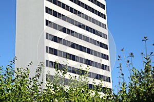 White tall building behind bushes