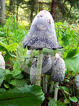 White tall toadstools