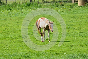 White and tan horse alone in field
