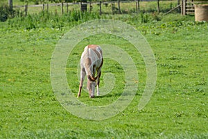 White and tan horse grazing  alone in field