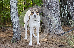 White and tan mixed breed puppy dog, animal shelter pet adoption photo